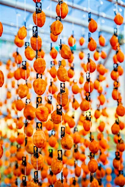 広々とした庭先では、地元名産の市田柿を作られていました。