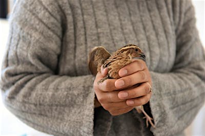 やり始めると楽しい薪ストーブ。暖かい環境を好むウズラが12月に孵化。家の暖かさを証明してくれた。