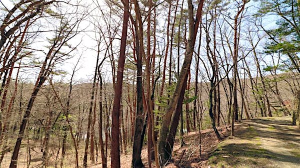 東側道路から撮影