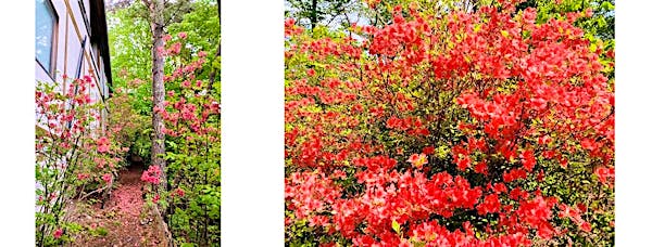 つつじのトンネルをくぐって玄関へ　　　　　　　　　　玄関前のつつじ            