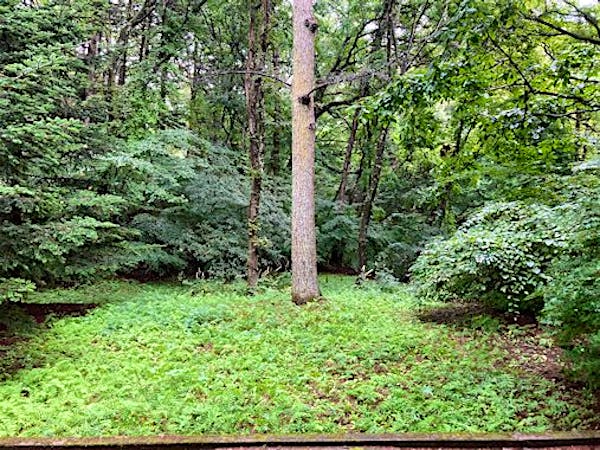 母屋から東の庭を見る