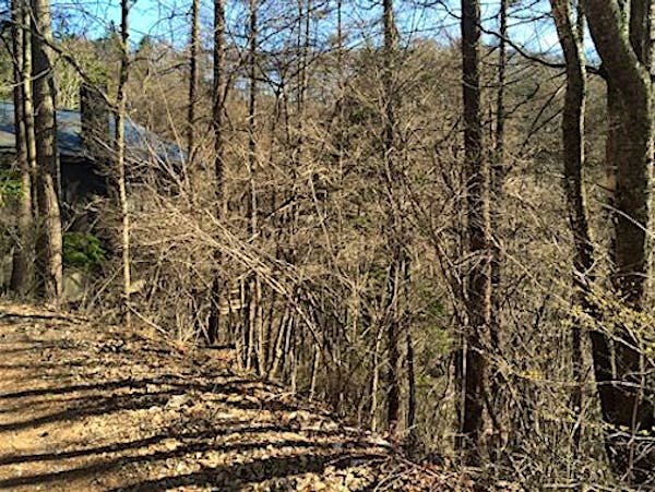 前面道路と敷地の様子