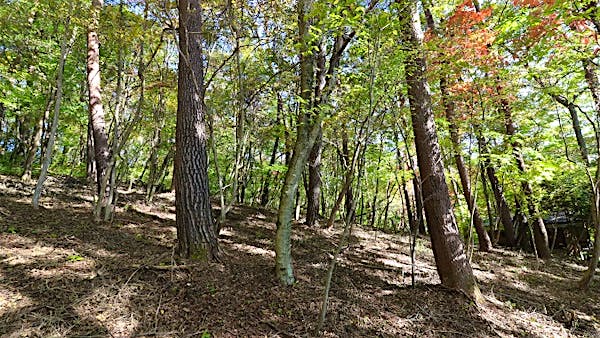 緩やかな南傾斜の土地