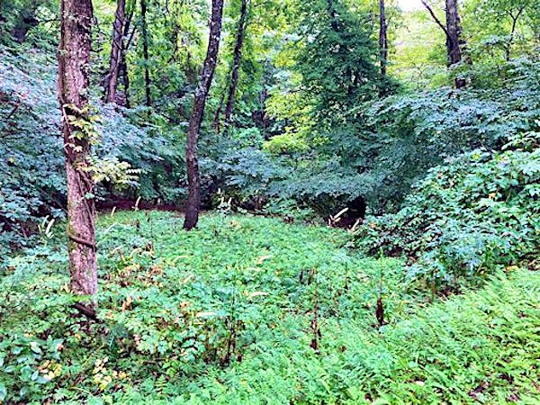 東の庭からの沢方向見る
